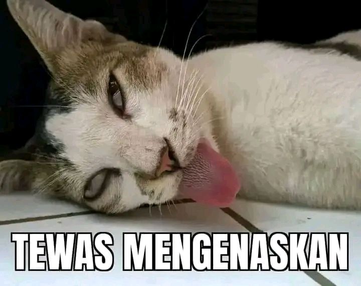 Meme khas kampus UMKU